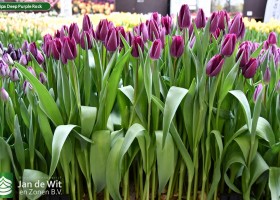 Tulipa Deep Purple Rock (1)